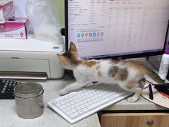 -瑞鹏宠物医院·夜间急症·心超·猫科(祖庙分店)