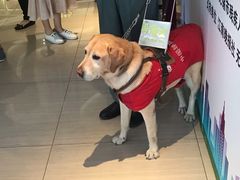 -百丽宫影城(CGS激光苏宁广场店)