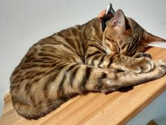 -Heymao猫咖.咖啡厅(东门店)