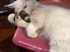 -猫小院猫主题咖啡厅(北锣店)