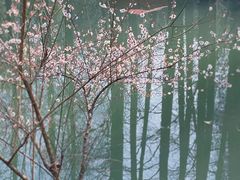 -杭州植物园