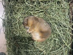 -有猫主题·治愈系猫咖(曾厝垵店)