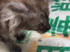 -瑞派宠物医院·24h·骨外科·皮肤科·全科宠物医疗转诊中心(沈阳浑南院)
