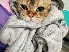 -北京观赏动物医院·24小时大型综合·猫专科·异宠专科