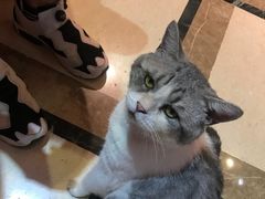 -猫色咖啡·猫咖