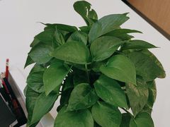 -泰康拜博口腔(松江印象城臻尔店)