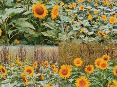 -汉长安城未央宫国家考古遗址公园