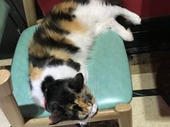 -猫色咖啡·猫咖