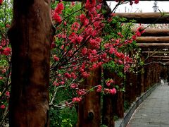 -南汇桃花村