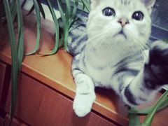 -菲丽丝宠物医院·24小时·猫科中心·免疫点(淮海分院)