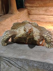 -Zoolung Zoolung动物主题公园(海信广场店)