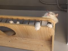 -啵啵喵·猫咖(攀华国际店)