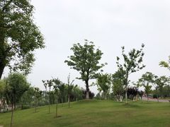 -上海长兴岛郊野公园