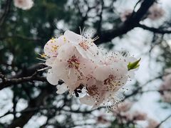 -香山公园