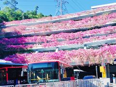 -深圳仙湖植物园