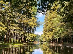 -上海共青森林公园