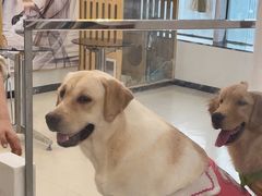 -共舞时光猫咖·狗咖(新街口店)