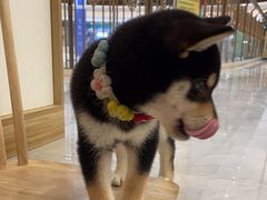 -柴犬小屋·柴餐厅·狗咖食堂(金鼎广场店)