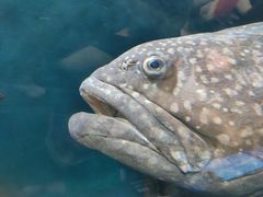 -上海海洋水族馆