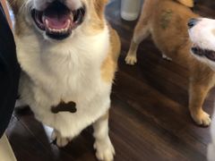 -柯斗斗主题餐厅·狗咖·围炉煮茶·茶饮(国瑞升平里店)