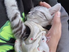 -喵zoo家庭繁育猫舍(尖东智能花园店)