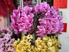 -溪岸路花鸟市场