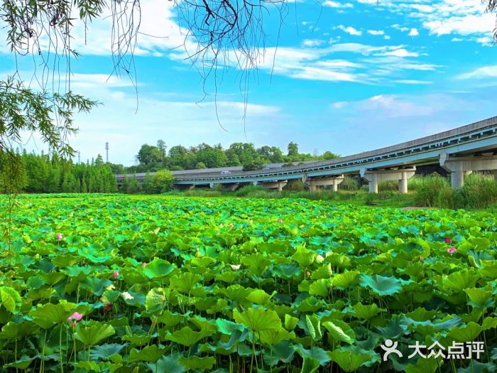 西湖外事游船(花港观鱼码头)图片