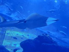 -成都浩海立方海洋公园