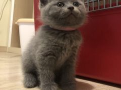 -三花喵·撸猫购宠·宠物生活馆(虹桥南丰城店)