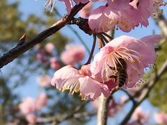 -顾村公园