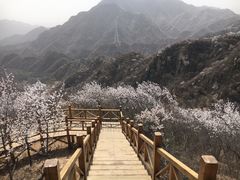 -大岭沟猕猴桃谷风景区