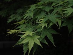 -思南公馆