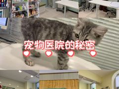 -悦宠凯宝动物医院·牙科·皮肤科(朝阳北路店)