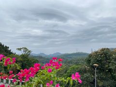 -深圳仙湖植物园