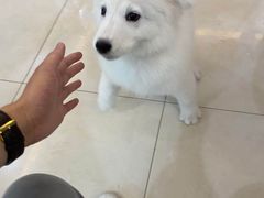 -翊宠yipet猫狗购宠庄园犬舍•猫舍