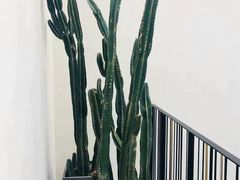 -大树餐厅(红旗街万达店)