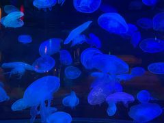 -太平洋海底世界