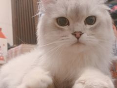 -逗柴咖啡屋·狗咖猫咖宠物桌游