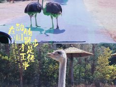 -云南野生动物园