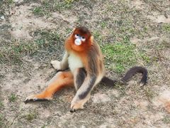 -西霞口神雕山野生动物世界