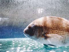 -郑庄脂渣海鲜楼(九水路店)