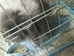 -志龙皇冠吃货椰子铺
