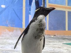 -海合安青岛极地海洋公园