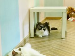 -酷豆宠物咖啡·宠物美食·撸猫馆