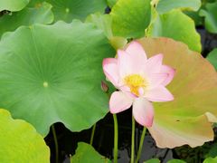 -昆山城市生态森林公园