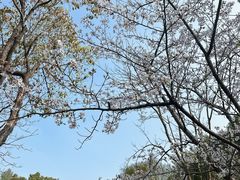 -顾村公园