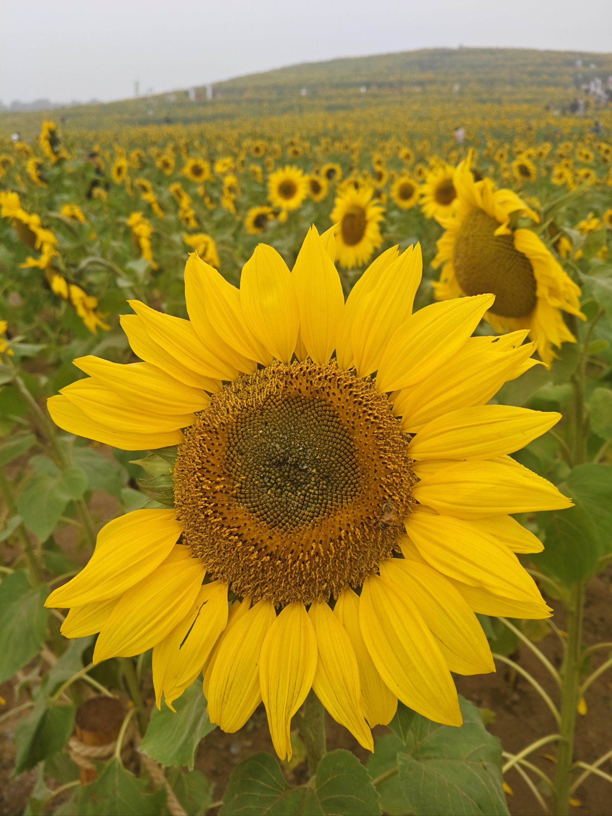 漫步花丛,心情美丽如画