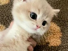 -欣宠猫屋·矮脚拿破仑·蓝金金渐层