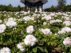 -曹州牡丹园
