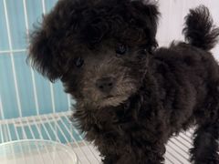 -翊宠yipet猫狗购宠庄园犬舍•猫舍